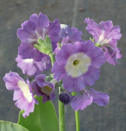 Picture of Primula pubescens lavender