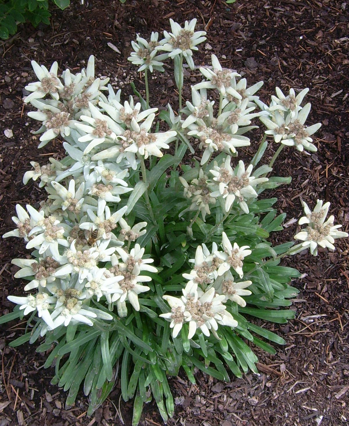  Edelweiss  Perennials Leontopodium alpinum Matterhorn 