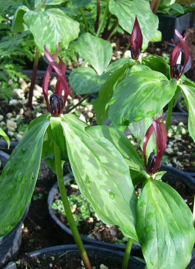 Picture of Trillium lancifolium