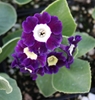 Picture of Primula auricula 'Blue Velvet'