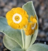 Picture of Primula auricula 'Chorister'