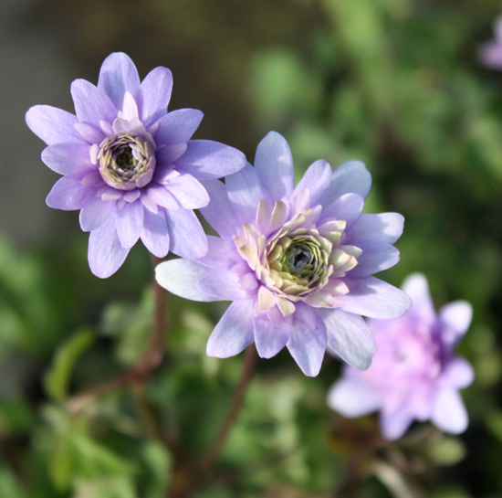 Edelweiss Perennials. Anemone apennina ‘Plena’