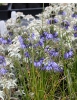 Picture of Allium cyaneum 'Sky Blue'