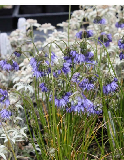 Edelweiss Perennials. Search/Browse Catalog