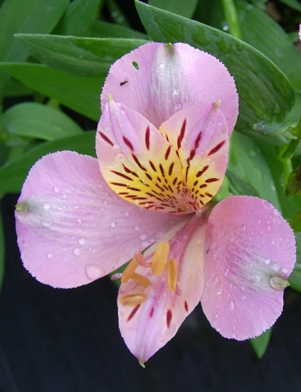 Picture of Alstroemeria 'Dusty Rose'