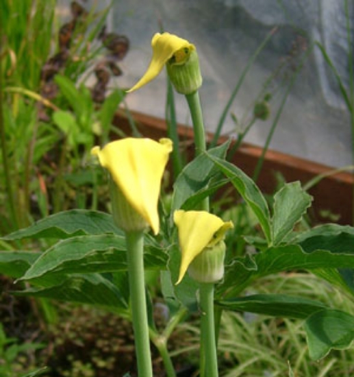 Picture of Arisaema flavum (corms)
