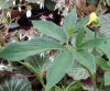 Picture of Arisaema flavum (corms)