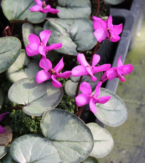 Picture of Cyclamen coum Pewter Group dark pink
