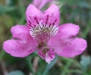 Picture of Alstroemeria Mid Pink