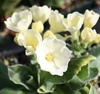 Picture of Primula auricula 'Snow White'