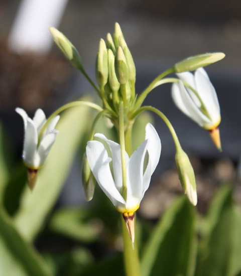 Picture of Dodecatheon meadia 'Alba'
