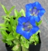 Picture of Gentiana angustifolia-Hybrid 'Scotty' lg. pots