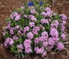 Picture of Daphne x susannae 'Tage Lundell'