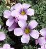 Picture of Oxalis 'Ione Hecker'