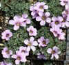 Picture of Oxalis 'Ione Hecker'