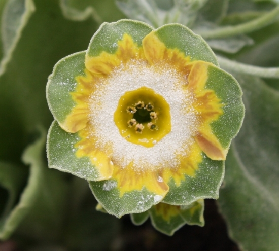 Picture of Primula auricula 'Parakeet'