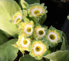 Picture of Primula auricula 'Parakeet'