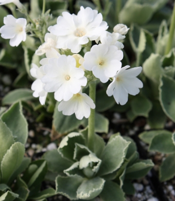 Edelweiss Perennials. Primula