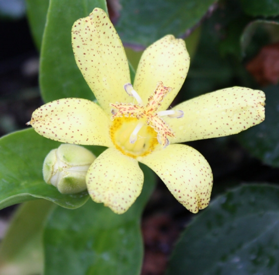 Picture of Tricyrtis ohsumiensis