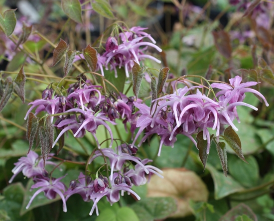 Picture of Epimedium 'Lilac Cascade'