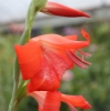 Picture of Gladiolus saundersii