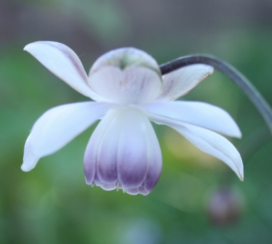 Picture of Anemonopsis macrophylla