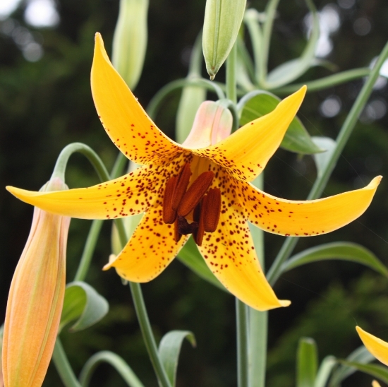 Picture of Lilium canadense yellow BR