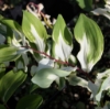 Picture of Polygonatum odoratum 'Byakko'