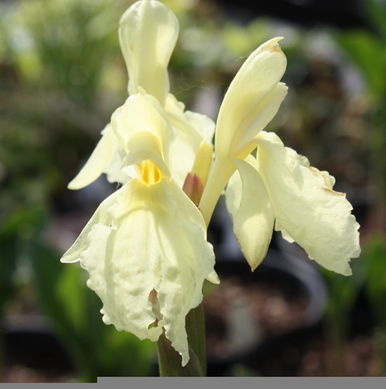 Picture of Roscoea cautleyoides