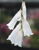 Picture of Dierama Hybr. Large White (Divisions)