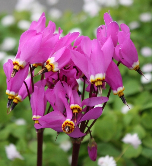 Picture of Dodecatheon 'Tanya's Star'
