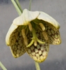 Picture of Fritillaria thunbergii BR