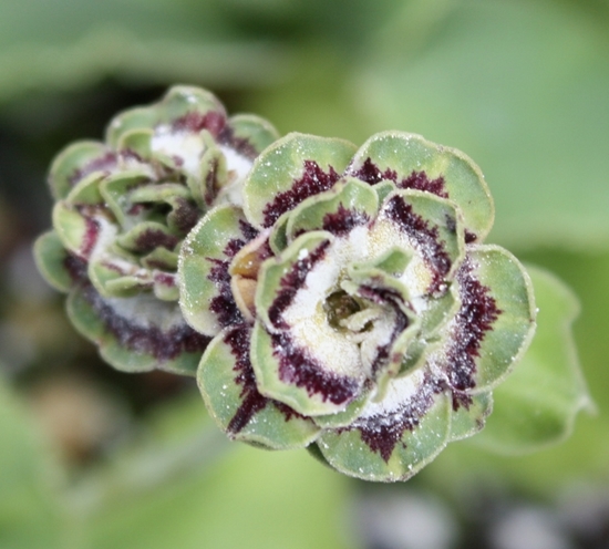Picture of Primula auricula 'Fiddlers Green'