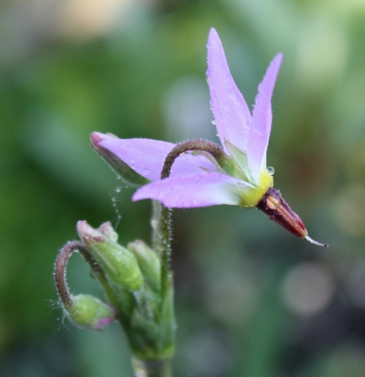 Picture of Dodecatheon redolens