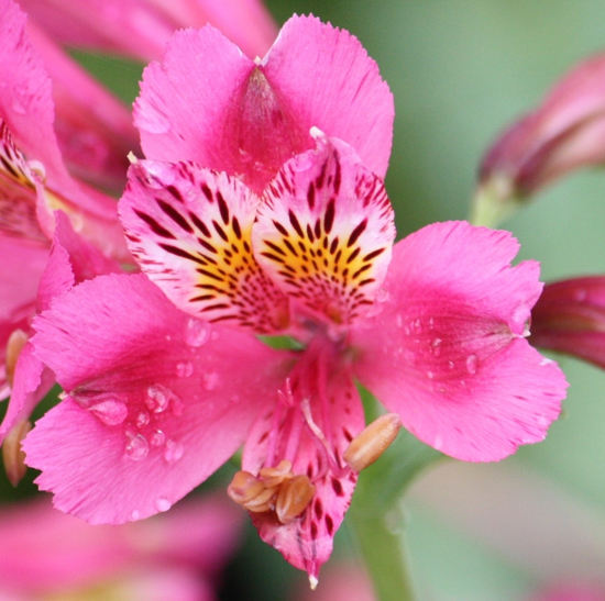 Picture of Alstroemeria "deep bright pink"
