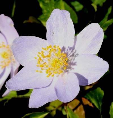 Edelweiss Perennials. Anemone