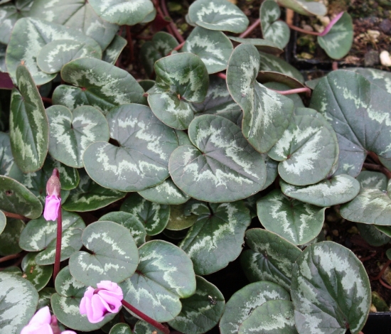 Picture of Cyclamen coum Ivy Leaf