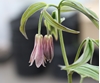 Picture of Disporum cantoniense red flowered form