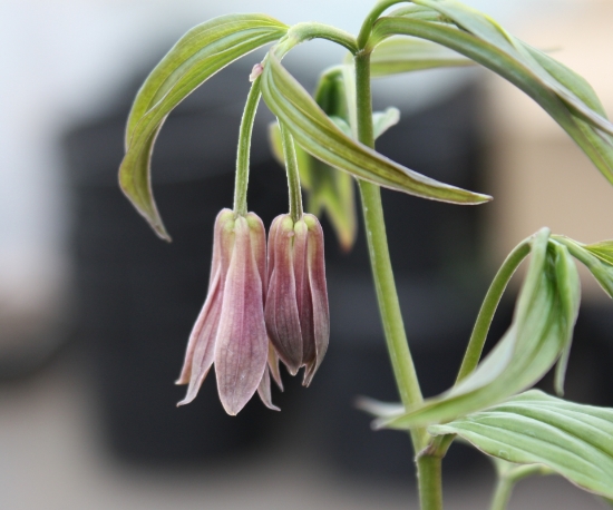 Picture of Disporum cantoniense red flowered form