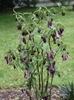 Picture of Disporum cantoniense red flowered form