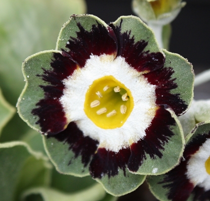 Edelweiss Perennials. Primula