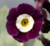 Picture of Primula auricula 'Remus'