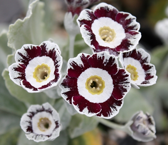 Picture of Primula auricula 'Star Wars'