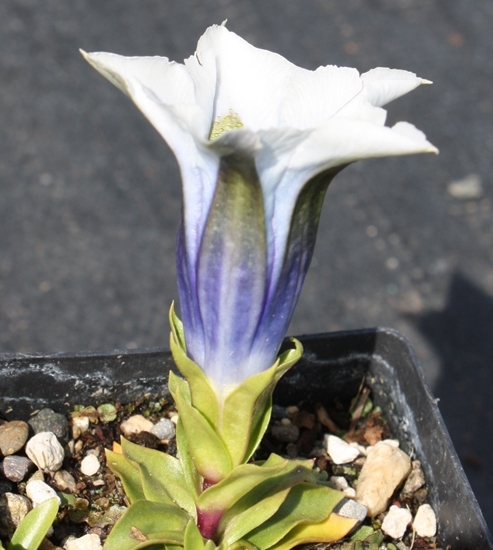 Picture of Gentiana occidentalis white/blue