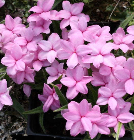 Picture of Rhodohypoxis baurii