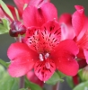 Picture of Alstroemeria 'Inca Lolly'