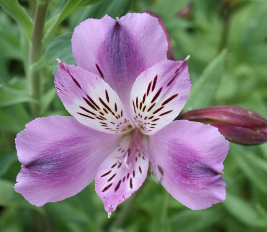 Picture of Alstroemeria 'Lavender Eyes'