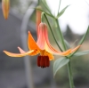 Picture of Lilium canadense BR x-lg