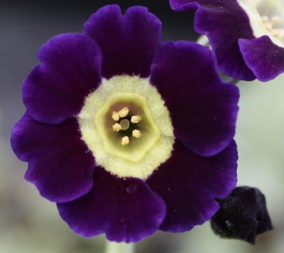 Edelweiss Perennials. Primula