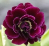 Picture of Primula auricula 'Shalford'